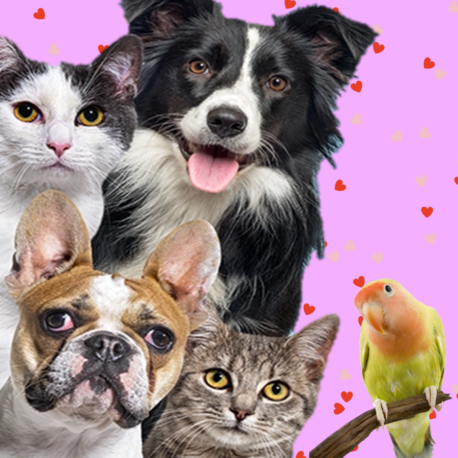 Alimentos para Mascotas